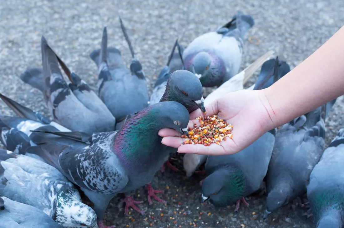 pigeon-eating-from-woman-hand-parkfeeding-pigeons-park-day-time